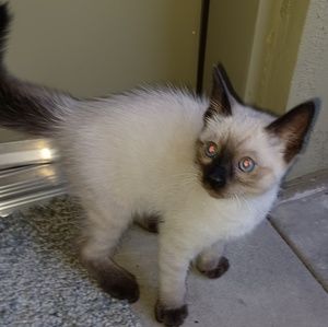 Meet your Posher, Robin